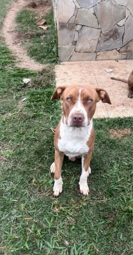 Vendo pit bull, extremamente dócil 
