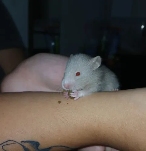 Filhotes de Hamster 