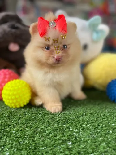 Filhote de Spitz alemão com laço laranja linda 
