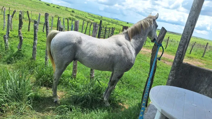 Romany For Cash - (TE), P273979 