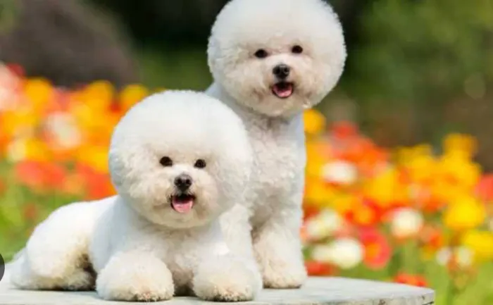 Bichon frise 