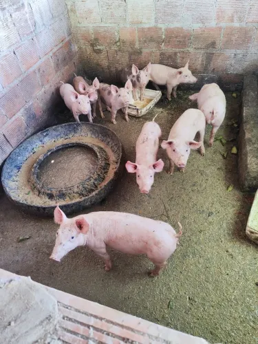 Porcos para venda