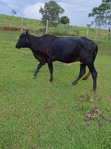 Uma vaca pela outra 3.300