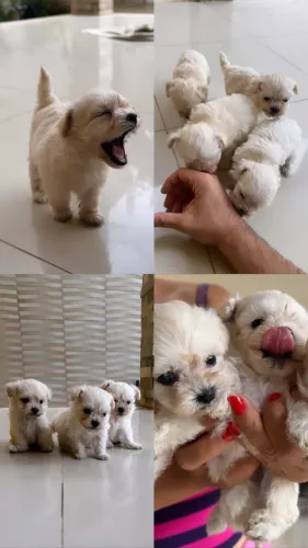 Vende-se filhotes de poodle