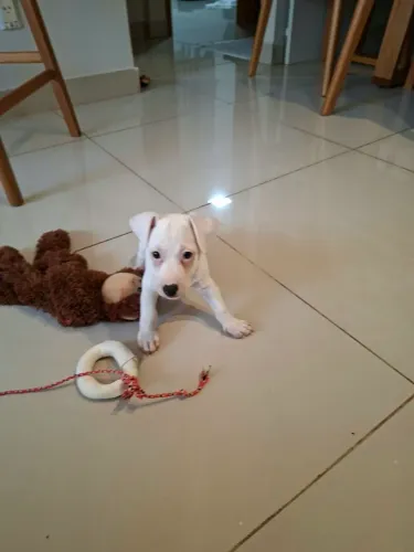 Jack Russel Terrier