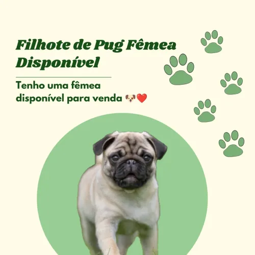 Fêmea filhote de Pug disponível