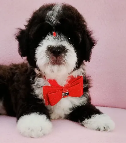 Poodle Micro Toy machinho