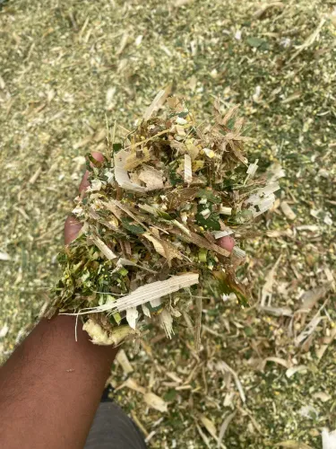 Silagem de milho