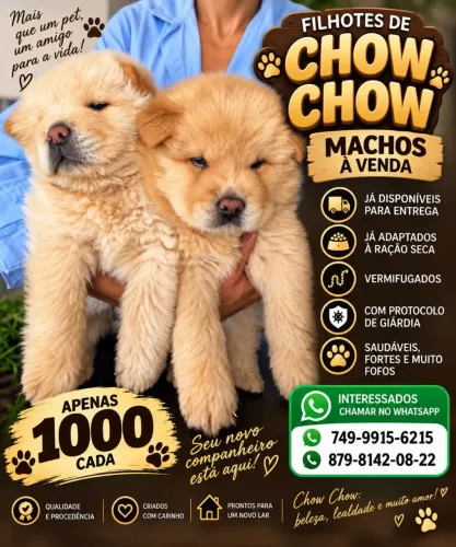 Filhote de Chow Chow