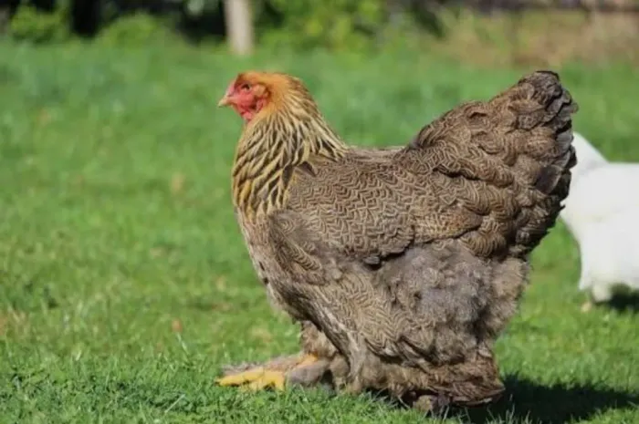 Galinha Bharma e Galinha Caipira