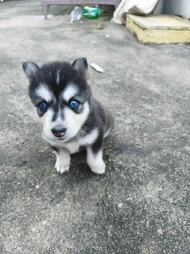 Vende-se filhotes de husky siberiano