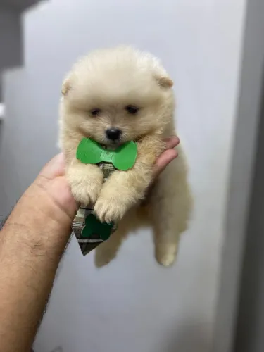 Lulu da Pomerânia padrão da raça