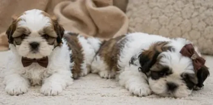 Filhotes Shih tzu/ shihtzu alegres e super companheiros