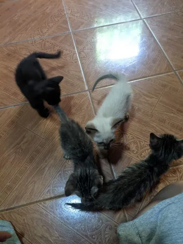 GATINHOS PARA ADOÇÃO RESPONSÁVEL - JAPIIM 1 