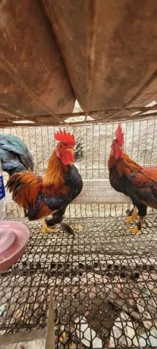 Vendo mini galos garnize