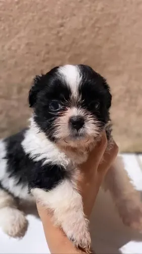 shipoo lindos otimos para apartamento e crianças