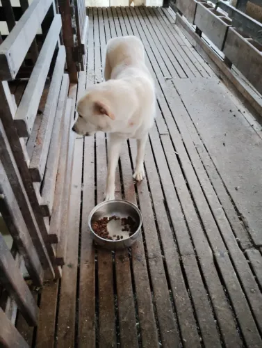Cachorro maremano macho