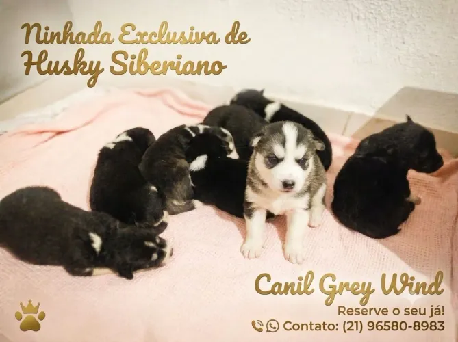 Husky Siberiano (Pedigree). Conquiste o seu novo amigo!