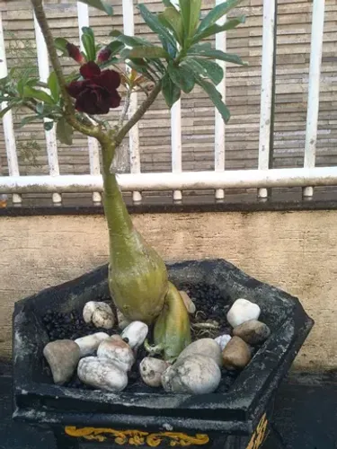 Lindas rosas do deserto a venda 