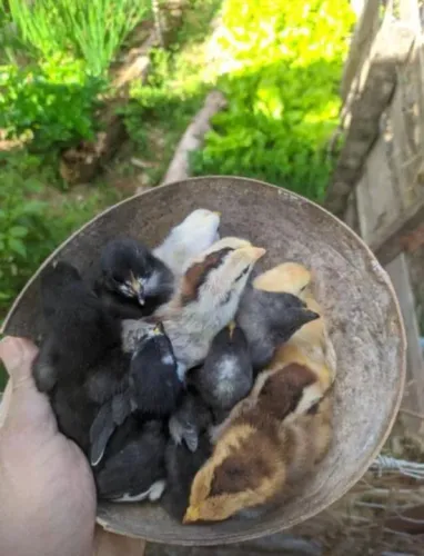 Pintinhos de Diversas Raças.