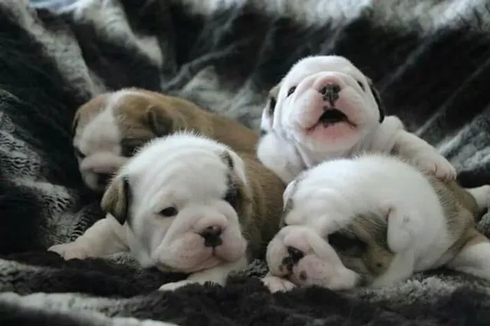 Bulldog inglês pirata/tigrado/fulvo/branco