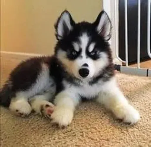 Husky siberiano adoravel