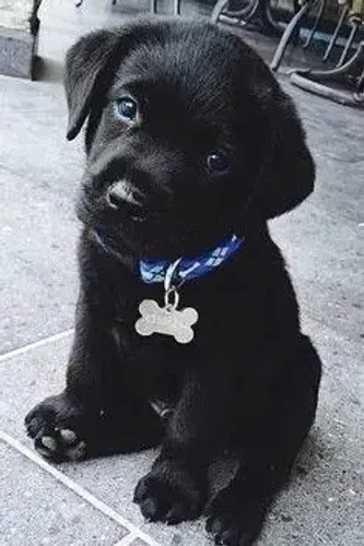 Filhote de Labrador pretinho básico como café 