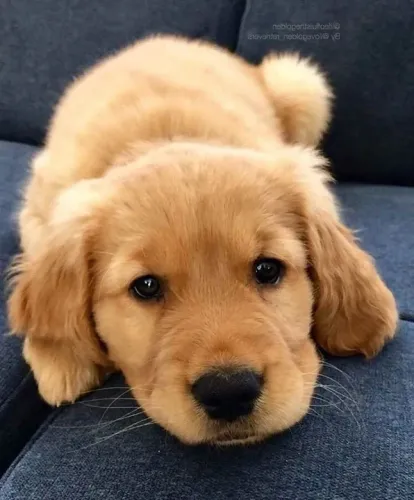 Filhote Golden Retriever na loucura por um grande amigo