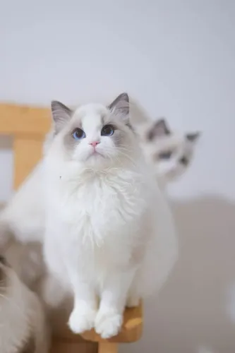 Ragdoll Filhote com desconto avista 