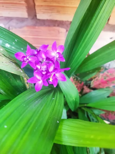 Orquídea Roxa Linda - Jardinagem e Plantas