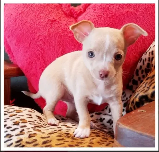 Chihuahua Macho Dourado Mini Companheiro Esperando!