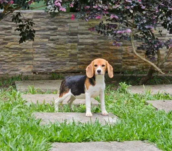 Beagle | Conheça Nossa Estrutura 