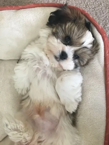 Filhote Shih Tzu Encantador