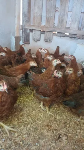 Frangas Embrapa 80 dias de vida 