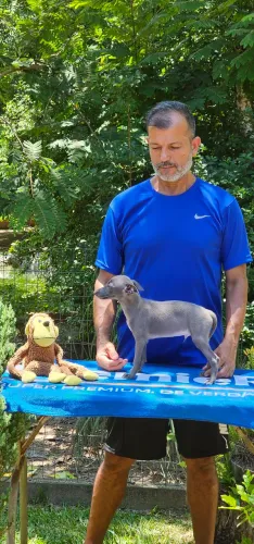 Galgo italiano Macho Cinza - O Menor
