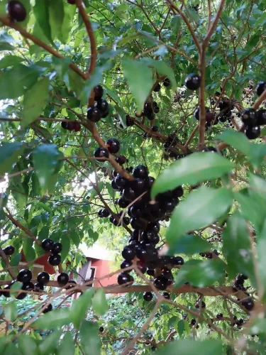 Linda propriedade com 1.642m2