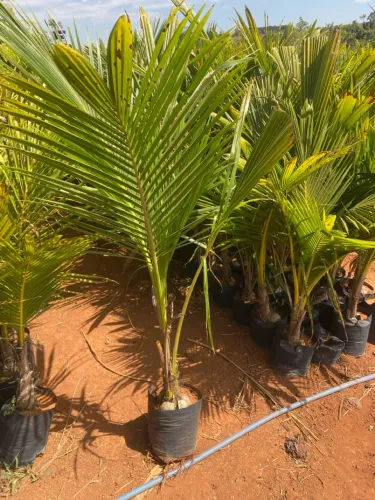 Mudinhas de Coqueiro - Ideal para seu Jardim!