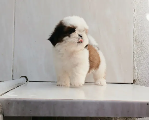 Shih Tzu MiNi PURO ORIGINAL!