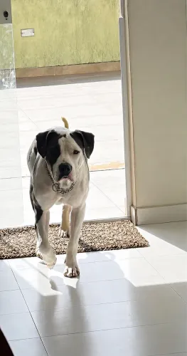Pitbull filhotes