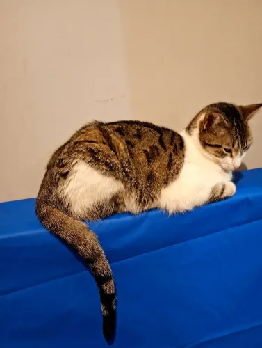 Doação de Gata