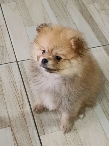 Cachorro