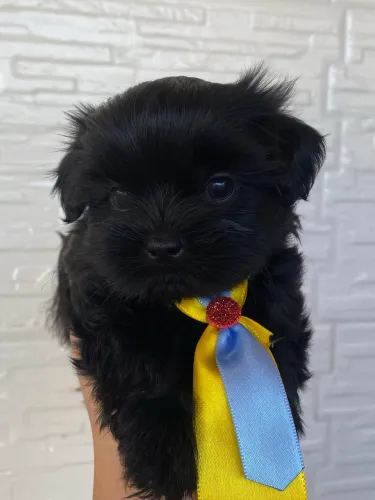 Lhasa apso machos e fêmeas 