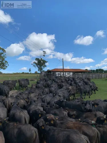 Fazenda Pecuária de Búfala de Campina 298 ha em Santana do Itararé - PR