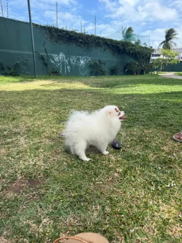 Lulu da pomerania disponível a pronta entrega