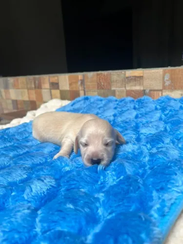 REALEZA DE QUATRO PATAS