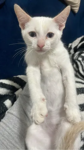 Doação filhote gato branco 