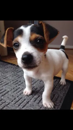 jack russel x fox Respondo pelo 9.9751.6491