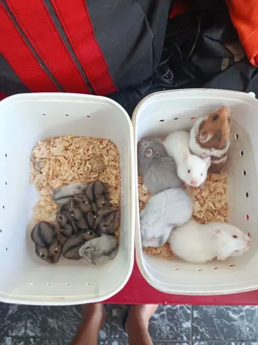 Hamster sírios 