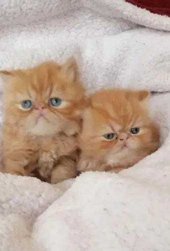 Lindos Gatinhos Persa machos e fêmeas vacinados 