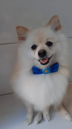 Vende-se um cachorrinho da raça spitz alemão.